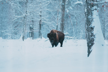 Bison on the forest background and snow