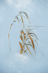 grass in the snow