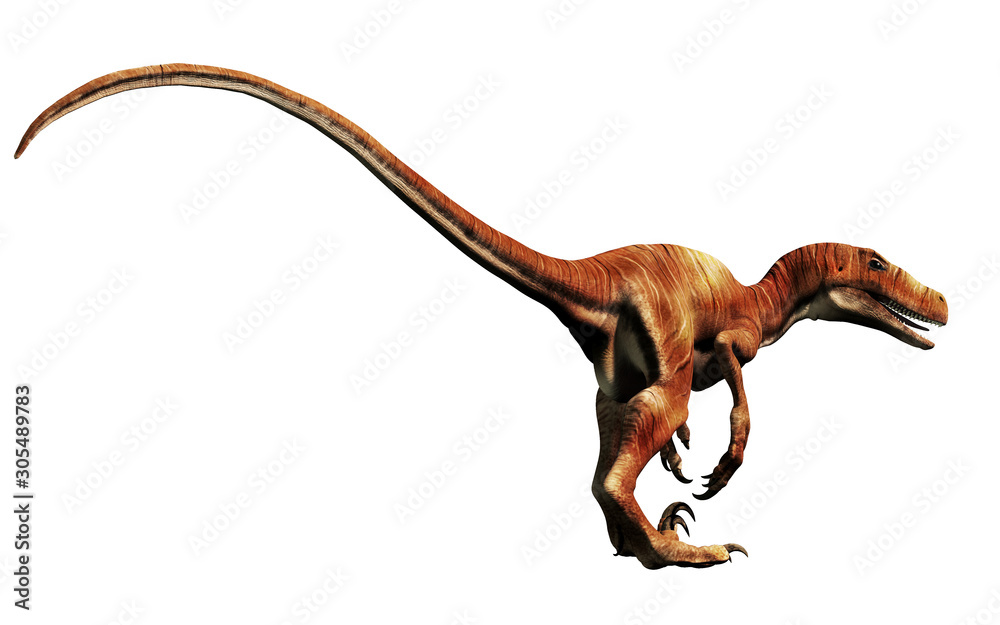 Poster deinonychus is a theropod dinosaur, a cousin of velociraptor, that lived during the cretaceous. here