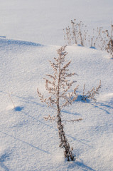 winter landscape with trees