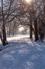 snowy road in winter forest