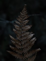 fern on black background