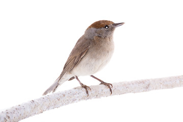 female (Sylvia atricapilla) Eurasian Blackcap isolated on a white background