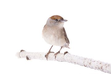 female (Sylvia atricapilla) Eurasian Blackcap isolated on a white background