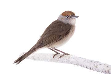 female (Sylvia atricapilla) Eurasian Blackcap isolated on a white background