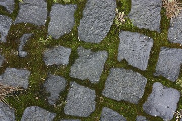 Background of gray stone and moss close up 