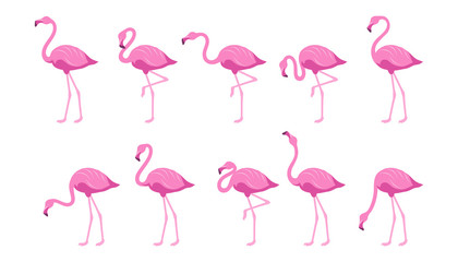 Platte Flamingo. Exotische tropische vogel in een vlakke stijl. Set van flamingo& 39 s. Exotische dieren. Schattige roze flamingo& 39 s collectie in verschillende poses. Natuur, wilde fauna. Dierentuin dier. Vectorafbeeldingen om te ontwerpen