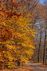 autumn trees in Northumberland County