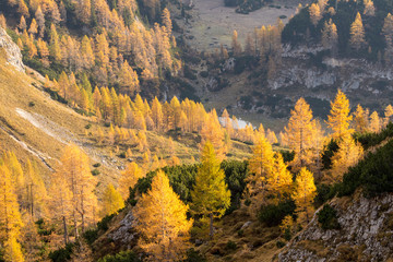 Yellow larch trees with valley below