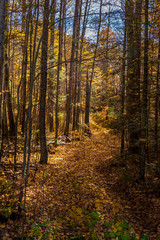 Fototapeta na wymiar autumn trees in Northumberland County
