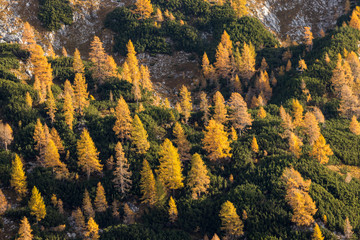 Yellow larch trees with pine dwarf