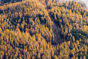 Yellow vivid color larch trees