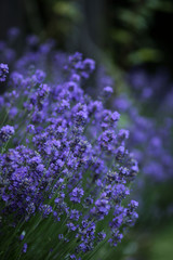 Lavender Flowers in the dark. Lavender blooming in the summer