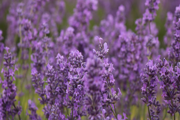 Beautiful colors purple lavender fields near Valensole, Provence in France. Lavander flowers. Blooming
