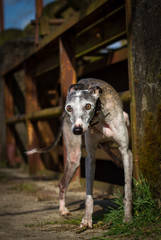 alter Whippet auf der Brücke