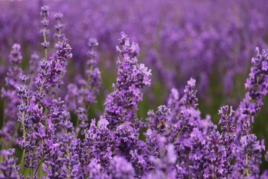 Lavender Field in the summer. Lavender flower blooming scented fields © Юлия Гьошкова