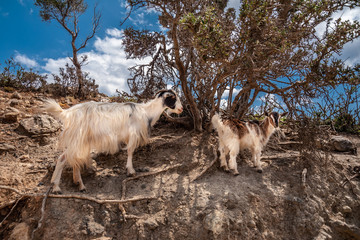 Cretan goats kri-kri on a rock in oleander bushes
