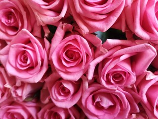 Background of pink roses for wedding, love, valentine, marriage, anniversary, birthday