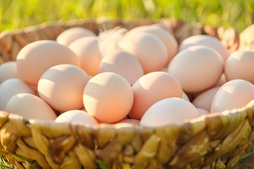 Farm fresh chicken eggs in basket on the grass in nature, healthy natural food