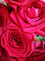Red flowers of roses on a red background