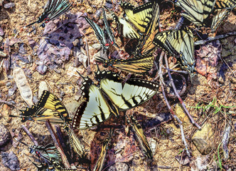 Swallowtail butterfles gathering