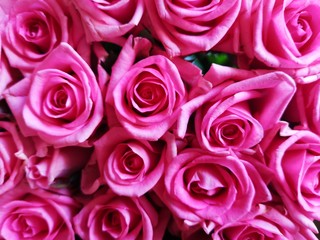 Pink background of  roses for wedding, love, valentine, marriage, anniversary, birthday