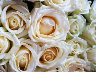 Pastel,  marriage bouquet of roses on background