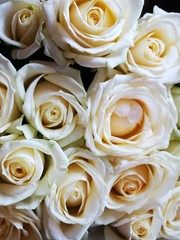 Decoration marriage background of white rose buds