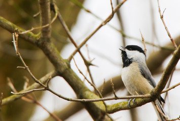 Chickadee singing