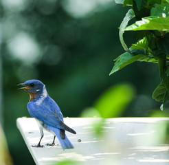 Eastern bluebird