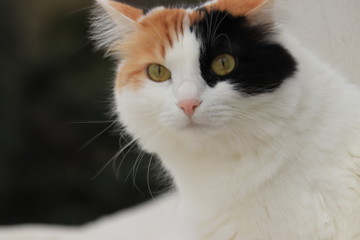 Calico Cat-1