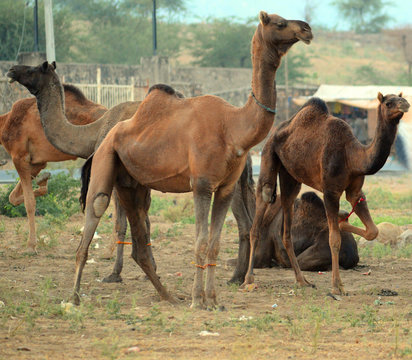 Indian Camels during International Camel Fair in Pushkar, Rajasthan, India. The annual livestock fair is said to be one of the largest Camel fairs in the world. Photo/Sumit Saraswat