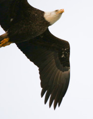 american bald eagle
