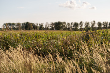 field of wheat and fresh crops