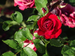 red rose in the garden