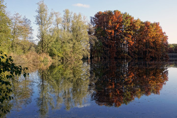 Reflet de cyprès chauves dans un étang en région Rhône-Alpes - France
