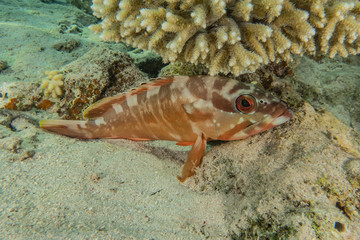 Fish swim in the Red Sea, colorful fish, Eilat Israel