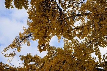 Ginkgoblätter im Herbst