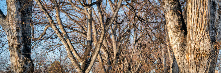 trunks and branches of old American elm trees
