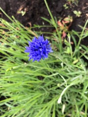 blue flower in the garden