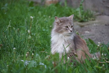 cat in the grass