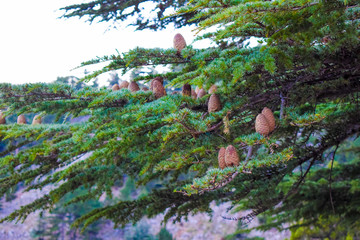 cedrus libani cone which is known as lebanon cedar