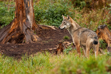 An alert grey wolf, canis lupus, observing something in the distance and looking to the left side of the camera. A wild furry mammal on the forest walk.