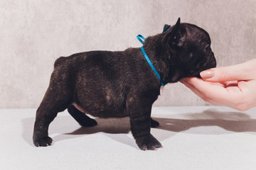 french bulldog sitting looking at viewer with reflection on white background.