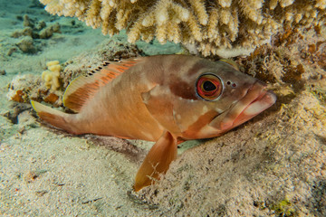 Fish swim in the Red Sea, colorful fish, Eilat Israel