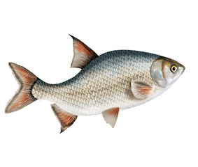 Fototapeta premium poisson brème , isolé, aliment, animal, blanc, pêche, frais, brut, sain, ailette, eau douce, nature, attraper, fleuve, blatte, fruits de mer, argent, queue, viande, écaille, fond blanc, mangeant