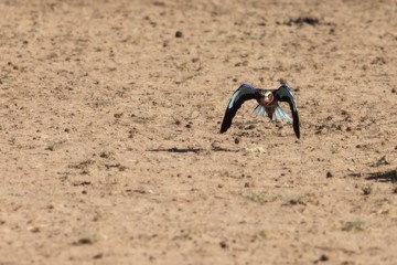 The flying Lilac-breasted Roller (Coracias caudatus) very close to the dry sand of Kalahari desert.