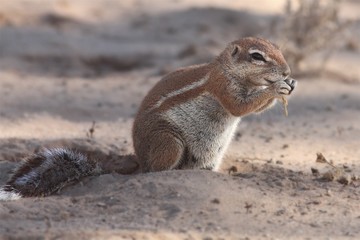 The African ground squirrels (genus Xerus)  sitting on dry sand of Kalahari desert and feeding.