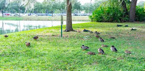 Duck is sleeping at noon