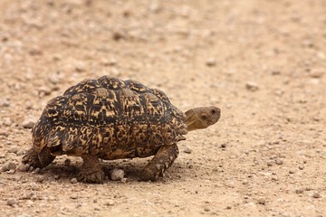 The Leopard Tortoise (Geochelone pardalis) walking across the sand road in Kalahari desrt.